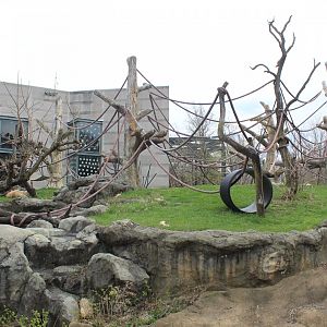 Center for African Apes - Gorilla Exhibit