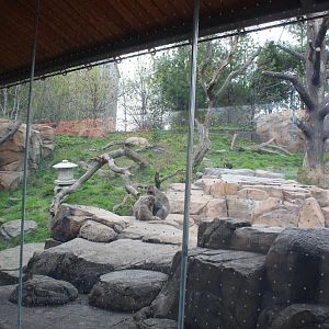 Japanese Macaque Forest