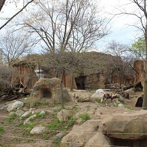 African Journey - Painted Dog Exhibit