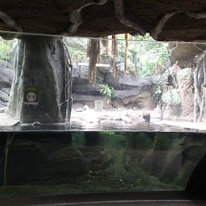 African Journey - West African Dwarf Crocodile Exhibit