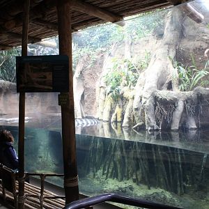 African Journey - Pygmy Hippo Exhibit
