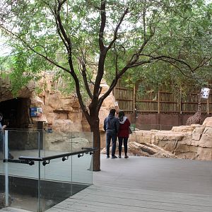 African Journey - Dry Thorn Forest Room (Giraffe Bedroom + Aaardvark & Meerkat Exhibits)