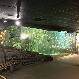 African Journey - Cichlid Tank