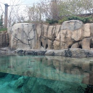 African Penguin Cove