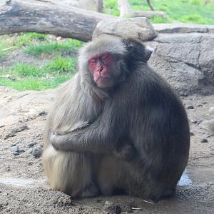 Hugging Japanese Macaques