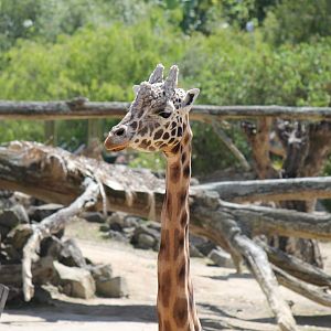 Giraffe (2012)