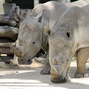 White Rhinos (2012)
