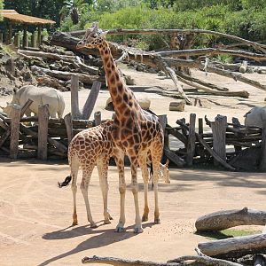 Giraffes (2012)