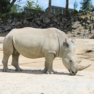 White Rhino (2012)