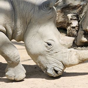 White Rhino (2012)