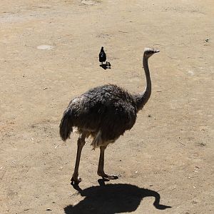 Ostrich and Domestic Chickens (2012)