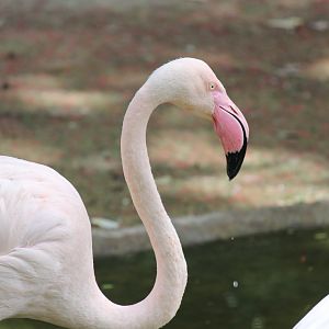 Flamingo (2012)