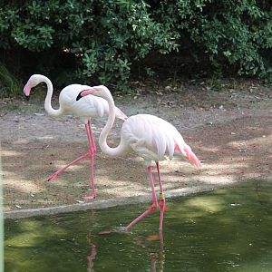 Flamingo (2012)