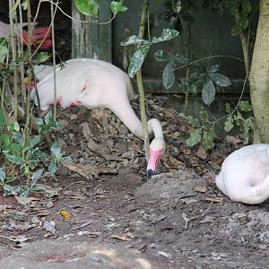 Flamingo Nest (2012)