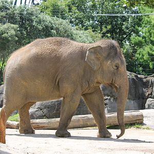 Asian Elephant (2012)