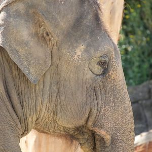 Asian Elephant (2012)