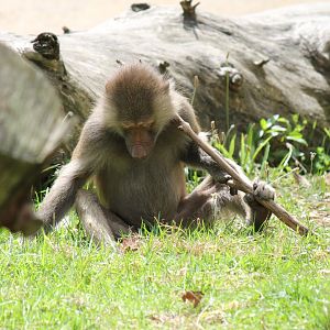 Hamadryas Baboon (2012)