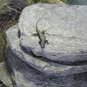 Otago Skink (2012)
