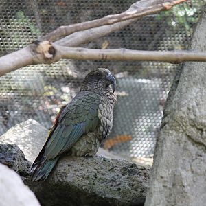 Kea (2012)