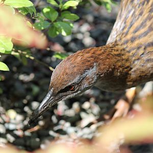 Weka (2012)