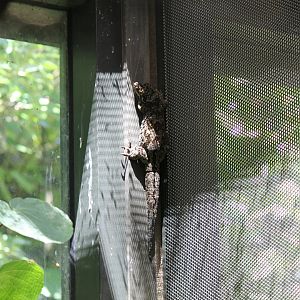 Duvaucel's Gecko (2012)