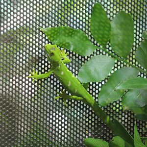 Northland Green Gecko (2012)