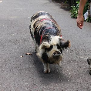 Kune Kune Pig (2012)