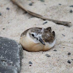 New Zealand Dotterel (2012)