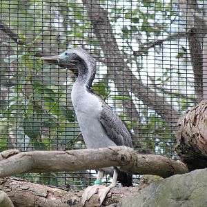 Spotted Shag (2012)