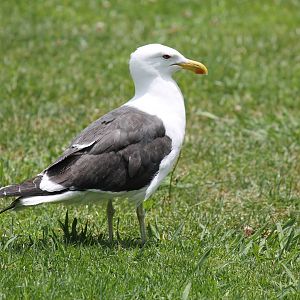 Wild Kelp Gull (2012)