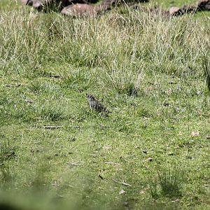 California Quail (2012)