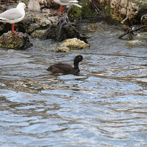 New Zealand Scaup (2013)