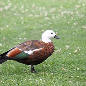 Paradise Shelduck (2016)