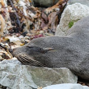 New Zealand Fur Seal (2016)