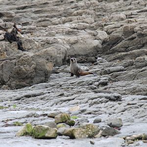 New Zealand Fur Seal (2016)