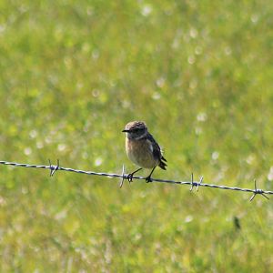 European stonechat - Saxicola rubicola - female