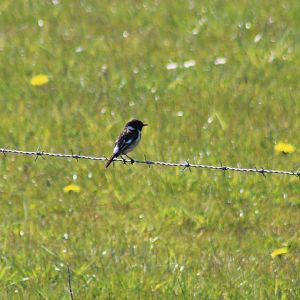 European stonechat - Saxicola rubicola - male