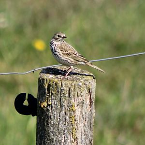 Meadow pipit - Anthus pratensis