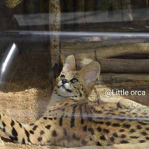 serval (Leptailurus serval)