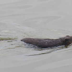 Muskrat