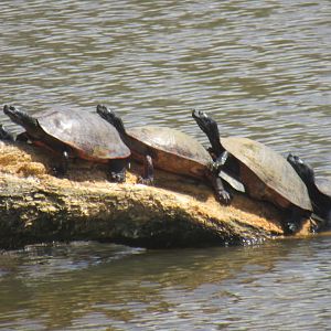 Red bellied cooters