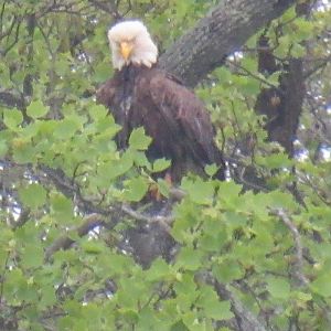 Bald eagle