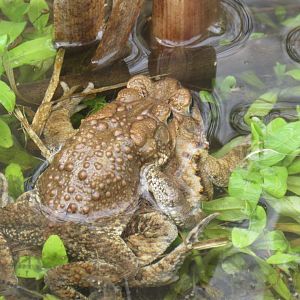 American toads