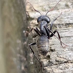 Eastern black carpenter ant