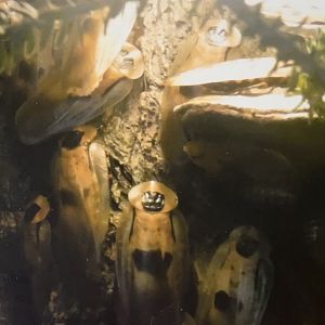 Can anybody id this bug