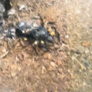 Can anybody id this bug