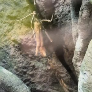 Can anybody id this bug