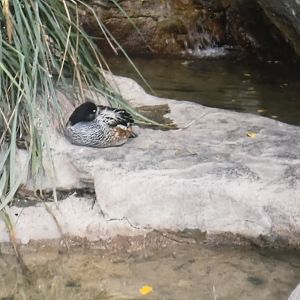 Can anybody id this duck