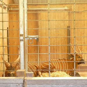 Eastern Bongo, April 2021