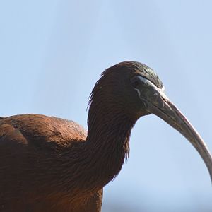 Glossy ibis [2018]